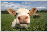 old oaks cow