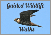 more information about guided wildlife walks at shapwick heath