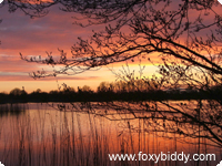 Sunset over Westhay Nature Reserve