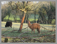 alpacas